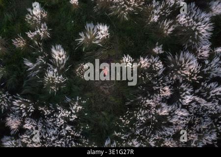 Aus der Vogelperspektive das ruhige Feld mit weißen Kash-Blüten im Kontrast zum dunkelgrünen Gras und einer Einzelfigur, Kalkutta, Westbengalen, Indien. Stockfoto