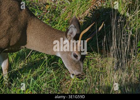 Kolumbianische Schwarzwedelhirsche / Maulhirsche (Odocoileus hemionus columbianus) Jungböcke, die Gras auf der Küste weiden, Vancouver Island, Kanada, Okt. Stockfoto
