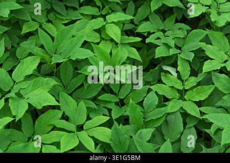 Ein hochwertiger Hintergrund im Vollformat mit dichten, leuchtend grünen Blättern eines Gartenstrauchs. Stockfoto