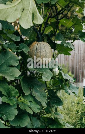 Tortenkürbis wächst auf Reben im Garten im Garten Stockfoto