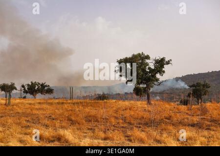 Rauch von einem Waldfeuer in den Bergen zwischen Eichen Stockfoto