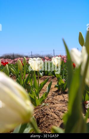 Weiße Tulpen blühen auf einem sonnigen Frühlingsfeld Stockfoto