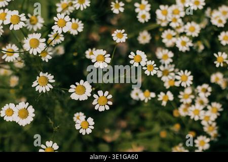 Draufsicht auf deutsche Kamille im Garten am Sommermorgen Stockfoto