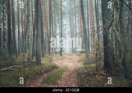 Blick auf einen ruhigen Pfad schlängelt sich durch den Wald, wo hohe Bäume in Palmiry, Woiwodschaft Masowien, Polen, zum Himmel reichen. Stockfoto