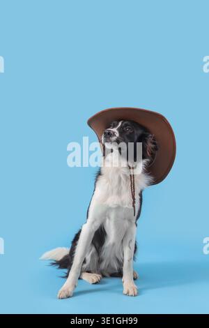Niedlicher Border Collie Hund in Cowboyhut auf blauem Hintergrund Stockfoto