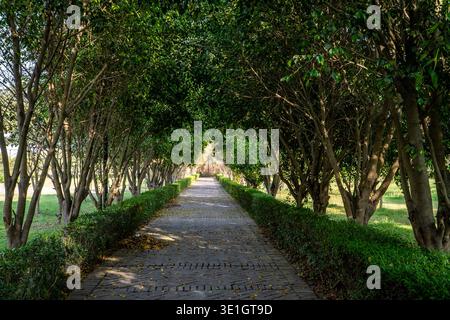 Üppiger grüner Walkway umgeben von dickem Laub in einem friedlichen Garten Stockfoto