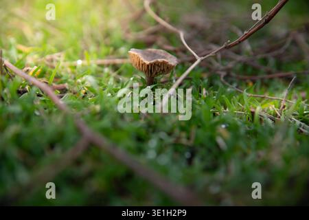 Ein einsamer reifer Pilz auf dem Rasen. Nach Regen oder am Morgen, Tautropfen auf das Gras. Weiches Licht, gestreut, durchdringt Äste kreati Stockfoto