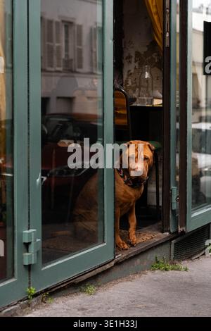 Shar Pei Hund sitzt in der Tür eines gemütlichen Cafés und beobachtet die Straße. Das zerknitterte Gesicht und der farbenfrohe Kragen sorgen für einen charmanten urbanen Moment mit warmen Einsätzen Stockfoto