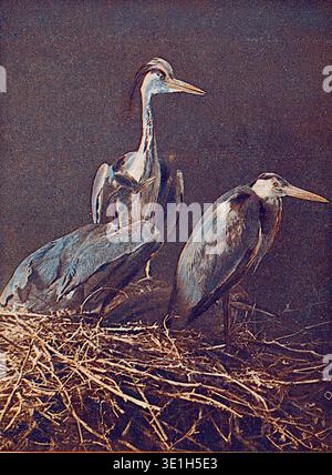 Werbekarte für Nestlés Milch, die Reiher auf einem Nest zeigt. Drei Vögel, darunter männliche, weibliche und jüngere Vögel. Aus einer Originalpostkarte, die für Nestlés Milch, 1903–1907, veröffentlicht wurde. Stockfoto