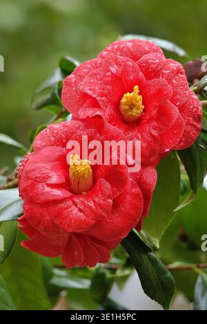 Zwei rote Kamelien-Japonica-Blüten im Regen Stockfoto