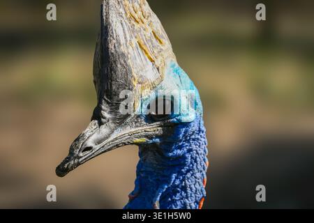 Cassowary-Vogelkopf mit blauer Haut, Casque und einem stechenden Auge. Stockfoto