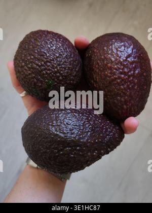 Drei Nahaufnahmen reife burgunderrote Avocado auf der Hand der Frau Stockfoto