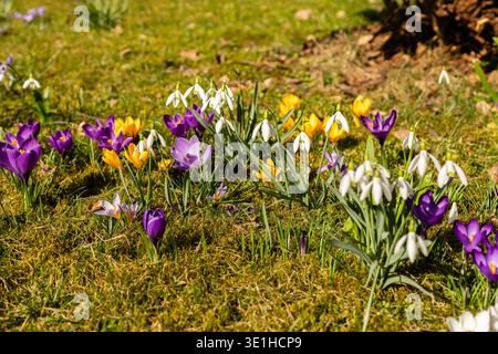 In einem Garten wachsen Blumen mit Krokussen in lila, gelben und weißen Farben neben Schneeglöckchen. Das Sonnenlicht leuchtet auf und markiert die Ankunft des Frühlings Stockfoto