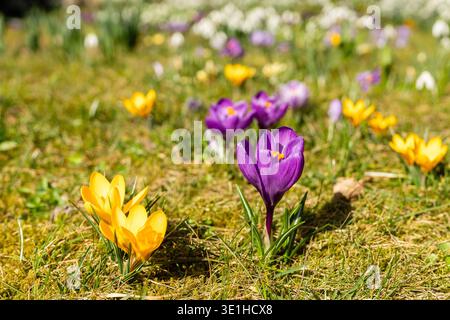 Krokusblüten in Gelb und Violett füllen im Frühling einen Garten. Die Blüten wachsen auf Gras und anderen Pflanzen, was den Jahreszeitwechsel markiert. Stockfoto