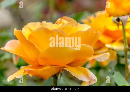 Eine gelbe Rose ist der Hauptfokus des Bildes. Die Blume ist von grünen Blättern umgeben und befindet sich im Garten Stockfoto
