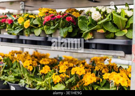 Blumenregale sind ordentlich auf einem Markt angeordnet. Leuchtend gelbe, rote und weiße Blumen sitzen in Töpfen. Anbieter sind damit beschäftigt, sich auf Kunden vorzubereiten. S Stockfoto
