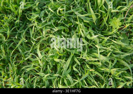 Der Hintergrund besteht aus frischem Frühlingsgras mit Tau. Ansicht der Grasstruktur von oben. Rasenrasen weniger als 10 cm. Hochwertige Fotos Stockfoto