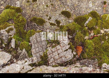 Die alte zerstörte Betonplatte ist mit Moos und Pilzen bedeckt. Die Verstärkung ist durch die zerstörte Platte sichtbar. Hintergrund: Langweilig, postapokalyptisch. Hochwertige Fotos Stockfoto