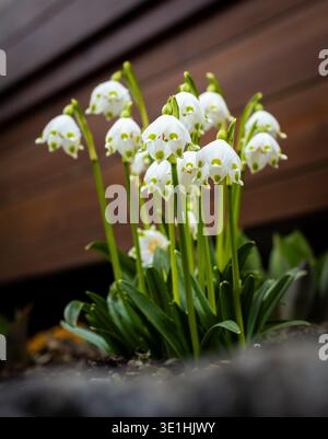 Eine Nahaufnahme einer Gruppe von zarten Schneeglöckchen, die in einem Garten blühen. Die weißen Blütenblätter stehen in wunderschönem Kontrast zu den grünen Stielen und Stockfoto