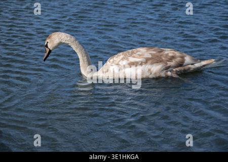Stummer Schwan cygnet schwimmt in sanft plätscherndem Wasser Stockfoto