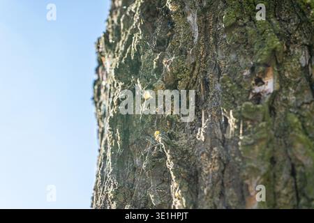 Nahaufnahme der Baumrinde mit bernsteinfarbenen Harztropfen und Spinnennetz unter hellem Sonnenlicht Stockfoto