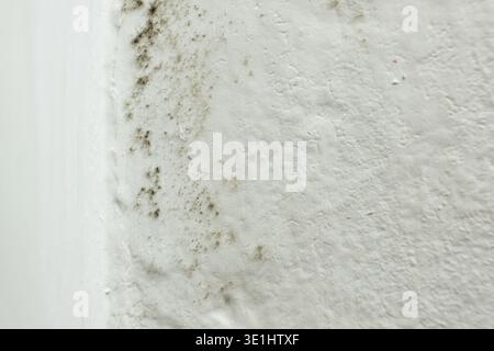 Schwarzer Schimmel und Schimmel, der an der weißen Wandecke wächst Stockfoto