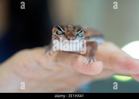 Niedlicher Leopard Geckos (Eublepharis Macularius) auf unscharfem Hintergrund Stockfoto