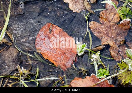 Gefallene braune Blätter, die im Eis eines kleinen Teiches mit Gras und Blättern gefroren sind, die mit winzigen Eiskristallen bedeckt sind. Stockfoto