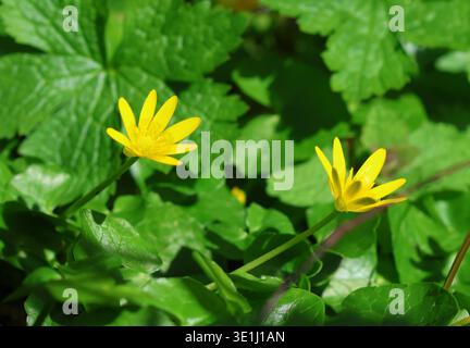 Eine Nahaufnahme von Lesser Celandine, Ficaria Verna, blühend im Frühjahr. UK. Stockfoto