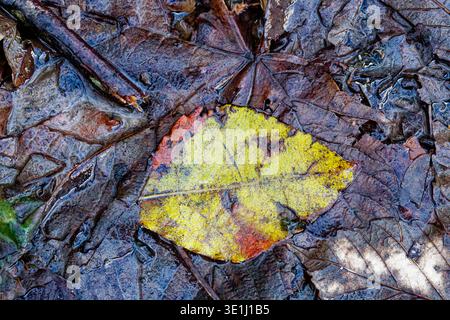 Ein feuchtes grünes Blatt liegt auf einem Bett aus größeren braunen Blättern in einer feuchten Sammlung von Herbststreu, Chesham Woods Local Nature Reserve, Bury. Stockfoto