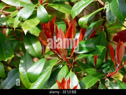 Eine Nahaufnahme von Photinia x fraseri, "Roter Robin". Stockfoto