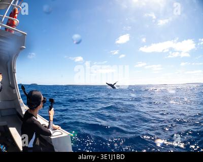 Ein Wal durchbricht die Oberfläche des Ozeans, während ein Fotograf auf einem Boot den Moment festhält. Stockfoto