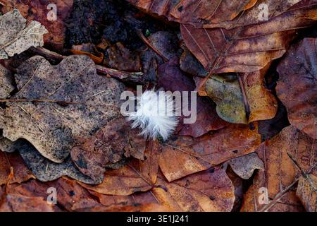 Eine kleine weiße, flauschige Vogelfeder sitzt allein auf einem Bett aus braunen, verfallenen Blättern im Blattstreu eines Waldbodens, Chesham Woods, Bury. Stockfoto