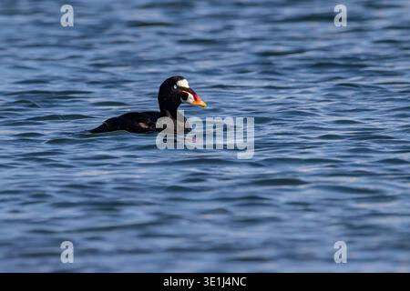 Kleiner Scaup, Aythya affinis, am El Carmel Point in Mission Bay, San Diego, Kalifornien, USA Stockfoto