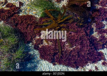 Südmeerpalme, Eisenia arborea und Bossiella spp In den La Jolla Tidepools in San Diego, Kalifornien, USA Stockfoto