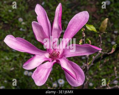 Nahaufnahme einer neu blühenden violetten Magnolienblüte im Frühjahr Stockfoto