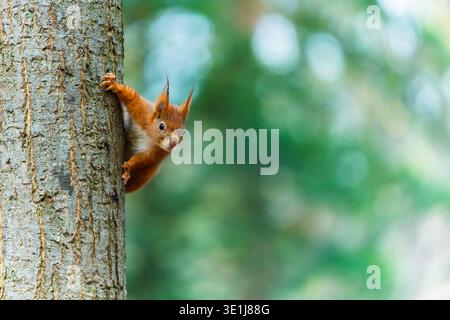 Das rote Eichhörnchen (Sciurus vulgaris) klettert im Wald auf Baumstämme. Unscharfer Laubhintergrund ist sichtbar. Stockfoto