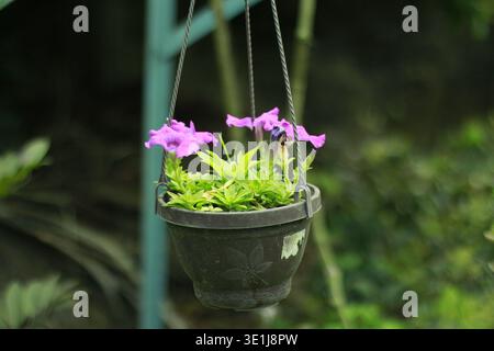 Hängender Blumentopf mit blühenden lila Petunienblüten in einer Gartenumgebung mit weichem, unscharfem Hintergrund Stockfoto