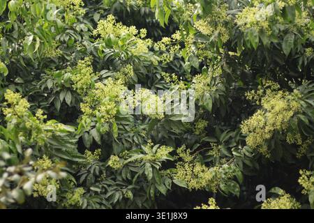 Litchi-Baum blüht auf Ästen mit grünen Blättern in einer natürlichen Umgebung im Freien Stockfoto