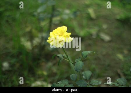 Einzelne gelbe Rose blüht auf einer Pflanze mit grünen Blättern in einer natürlichen Gartenumgebung mit weichem, verschwommenem Hintergrund Stockfoto