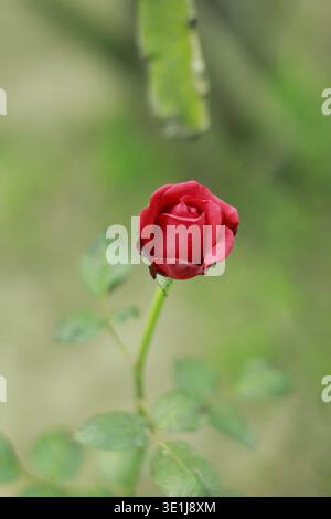 Einzelne rote Rosenknospe auf einer Pflanze mit grünen Blättern in einer natürlichen Gartenumgebung mit weichem, verschwommenem Hintergrund Stockfoto