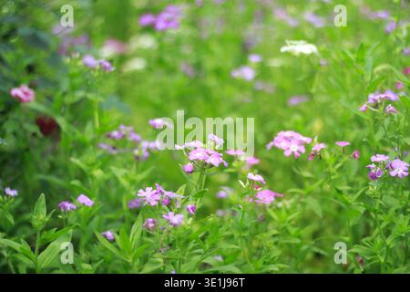 Rosa Wildblumen blühen in einem grünen Garten mit weichem, verschwommenem Hintergrund in natürlicher Umgebung im Freien Stockfoto
