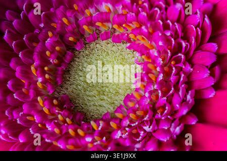 Nahaufnahme von rosa Gerbera Gänseblümchen Stockfoto
