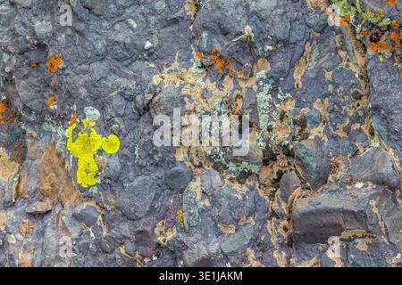 Die Nahaufnahme zeigt lebendige Flechten in Gelb-, Orange- und Grüntönen auf rauer Felsoberfläche. Natürliche Texturen und Farben sorgen für eine faszinierende Outdoor-Szene. Stockfoto