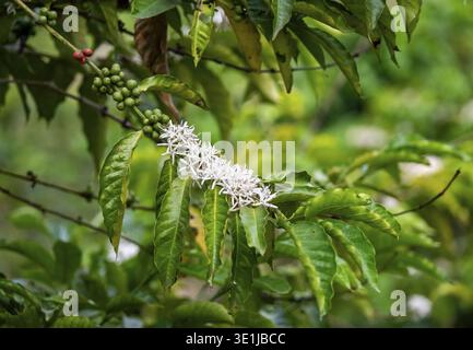 Grüne und rote Früchte und weiße Blüten auf einer Kaffeepflanze, Robusta-Kaffee (Coffea canephora), Kaffeeanbau, Rugando, Western Region, Uganda Stockfoto