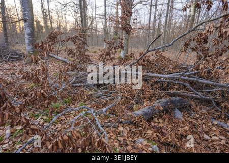 Mit trockenem Laub bedeckte abgefallene Äste liegen chaotisch auf dem Waldboden, Waldweidekompensationsprojekt der Hermann Hessebahn, Gechingen distr Stockfoto
