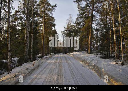 Eine schneebedeckte Feldstraße schlängelt sich an einem sonnigen Wintermorgen durch einen dicken Kiefern- und Birkenwald in Schweden, Reifenspuren sind in Schlamm und warm zu sehen Stockfoto