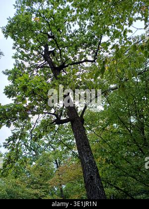 Starke grüne Eiche, die zwischen dichtem grünen Wald steht. Dicker Stamm und üppiges Laub umgeben von anderen Bäumen, ruhige natürliche Waldszene im Sommer Stockfoto