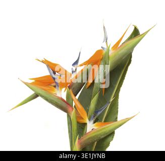 Blumenstrauß von Paradiesvögeln (Strelitzia) isoliert auf weißem Background Stockfoto