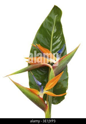 Blumenstrauß von Paradiesvögeln (Strelitzia) isoliert auf weißem Background Stockfoto